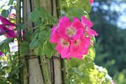 77 - Butchard Gardens  - IMG_1678